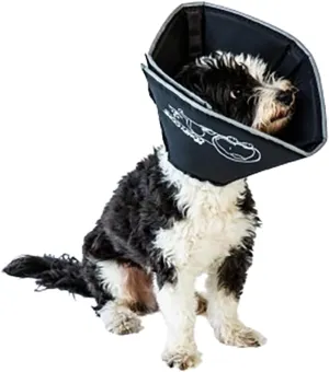  - SpayNeuter - 