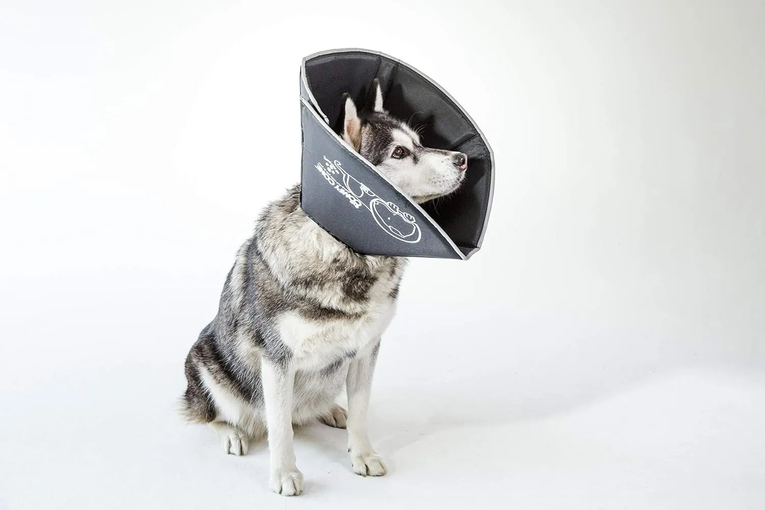  - SpayNeuter - 