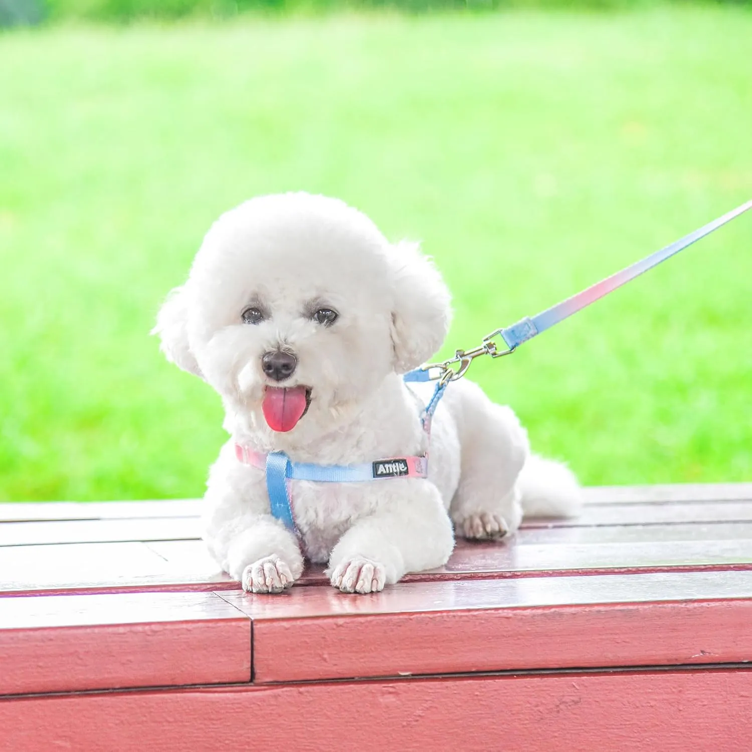AIITLE No Pull Small Dog Harness and Leash Set- Escape Proof/Quick Fit Dog Halter Harness,Easy for Training Walking- Sturdy Buckle and Double D Ring- Puppy Harness for Small Dogs,Blue-Pink Gradient S