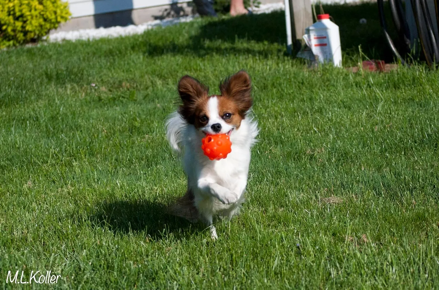 Jolly Pets Jumper, 4", Orange, Large, Model Number: JTJJ04OR
