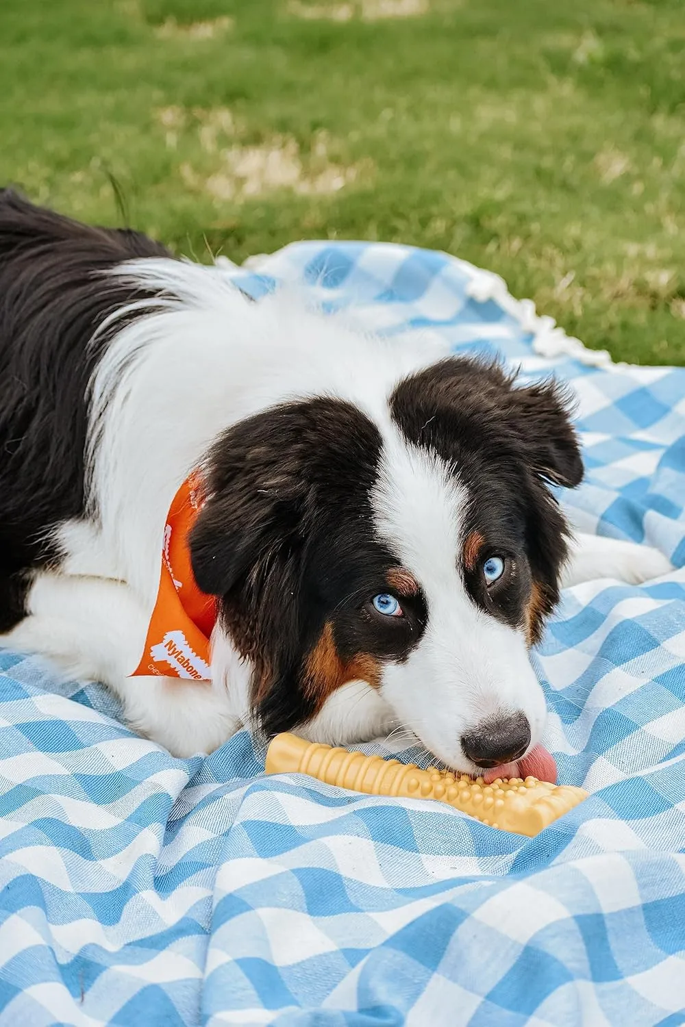 Nylabone Textured Knuckle Bone Power Chew Toy for Dogs, Durable & Tough Dog Toys for Aggressive Chewers, Peanut Butter Flavor, X-Large - Over 50 Ibs, 1 Count
