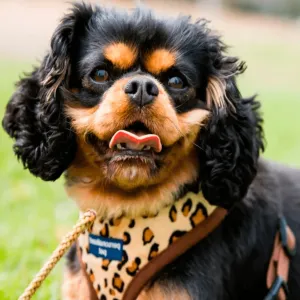 PET HARNESS Leopard - Embroidered