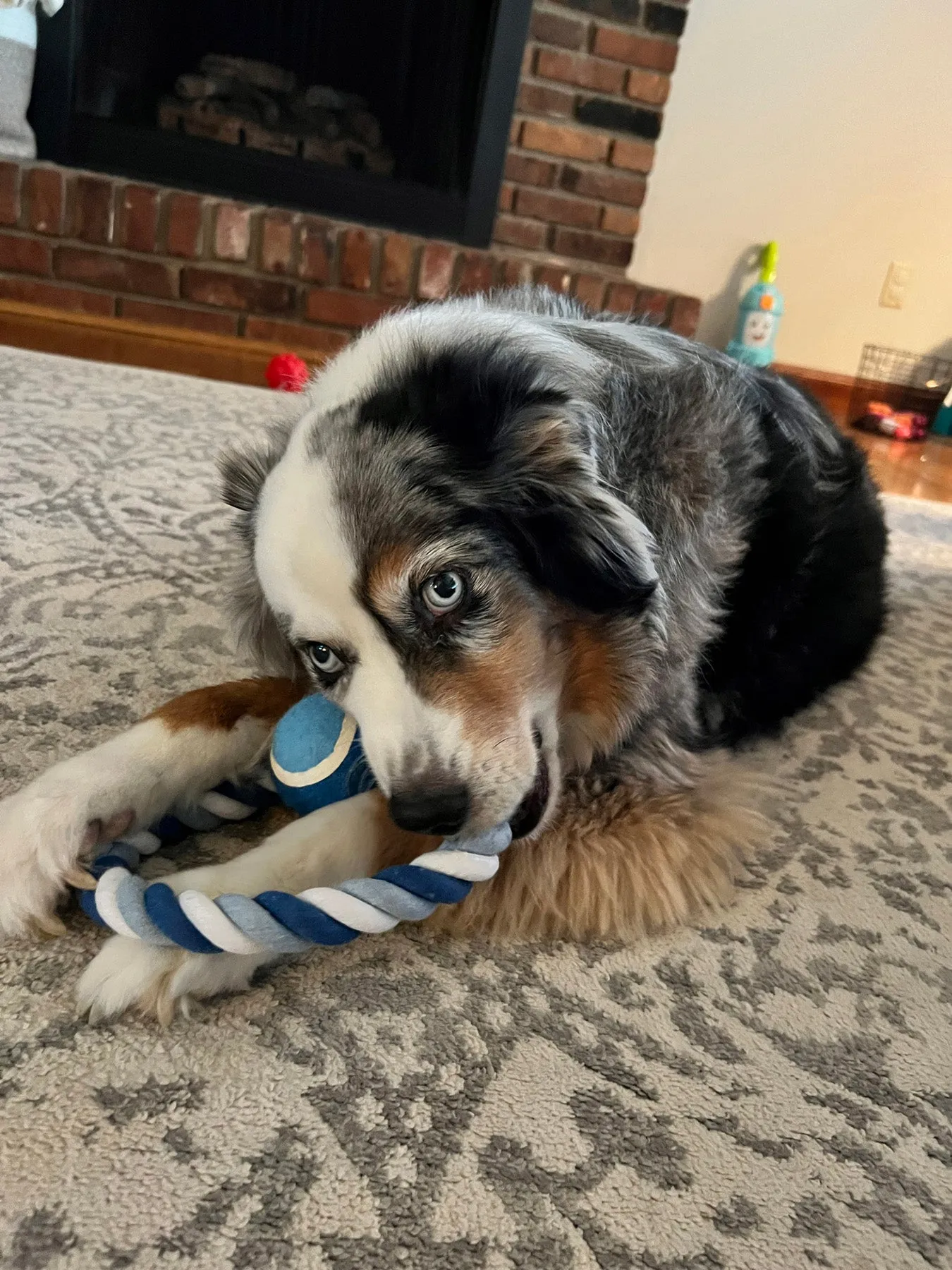 Printed Circlet Rope Ring & Ball Pet Toy