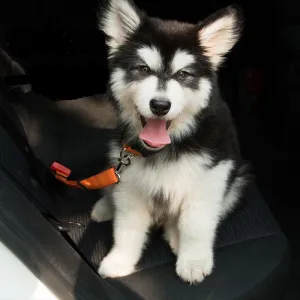 Safe & Secure Ride: Adjustable Dog Seatbelt with Reflective Rope