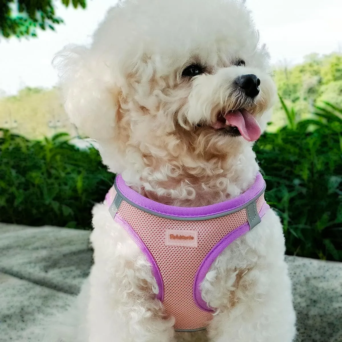 Soft Mesh Dog Harness and Leash Set, No-Chock Step-in Reflective Breathable Lightweight Easy Walk Escape Proof Vest Harnesses with Safety Buckle for Small Medium Dogs, Cats (Purple, Small)