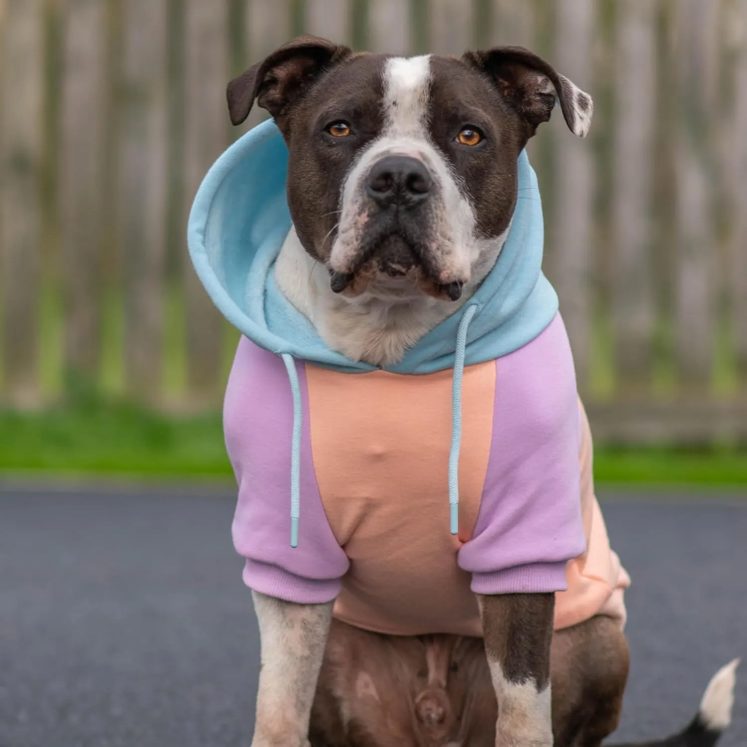 Spark Paws Dog Hoodie - Premium Quality, Buttery Soft, Superior Comfort and Fit, Calming Fleece Interior, Suitable for All Breeds - Cotton Candy - 2XL