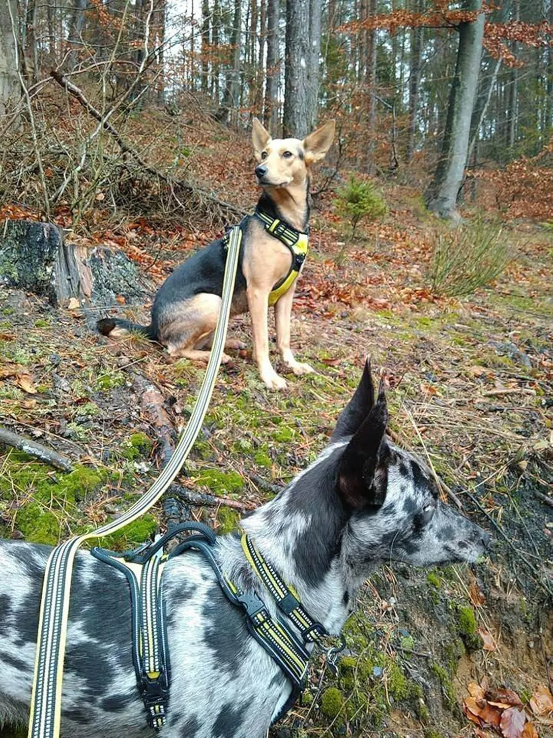 TRUE LOVE Reflective Dog Leash Puppy Walking Lead, Padded Pet Chain RopeLength 200cm Truelove TLL2111(Neon Yellow,M)