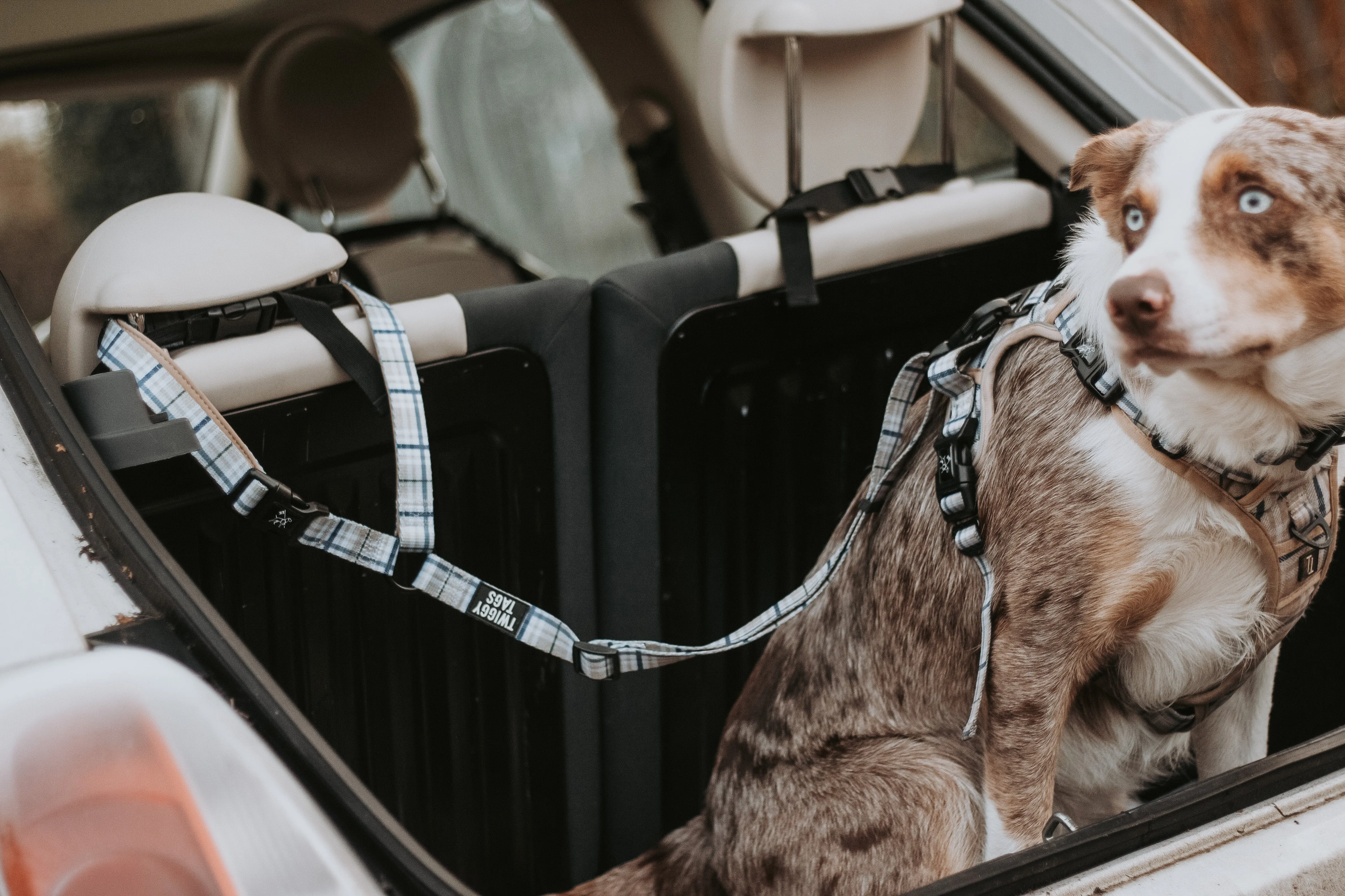 Twiggy Tags Adventure Dog Seatbelt