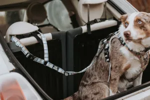 Twiggy Tags Adventure Dog Seatbelt